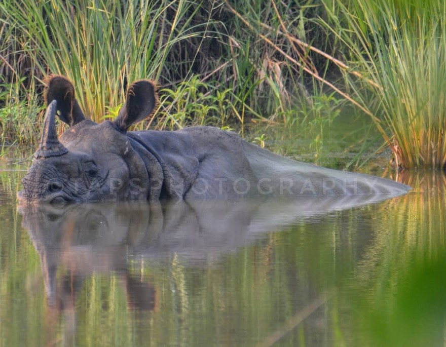 One-horned Rhino