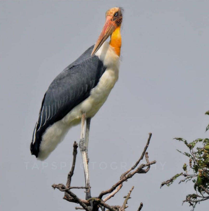 Lesser Adjutant